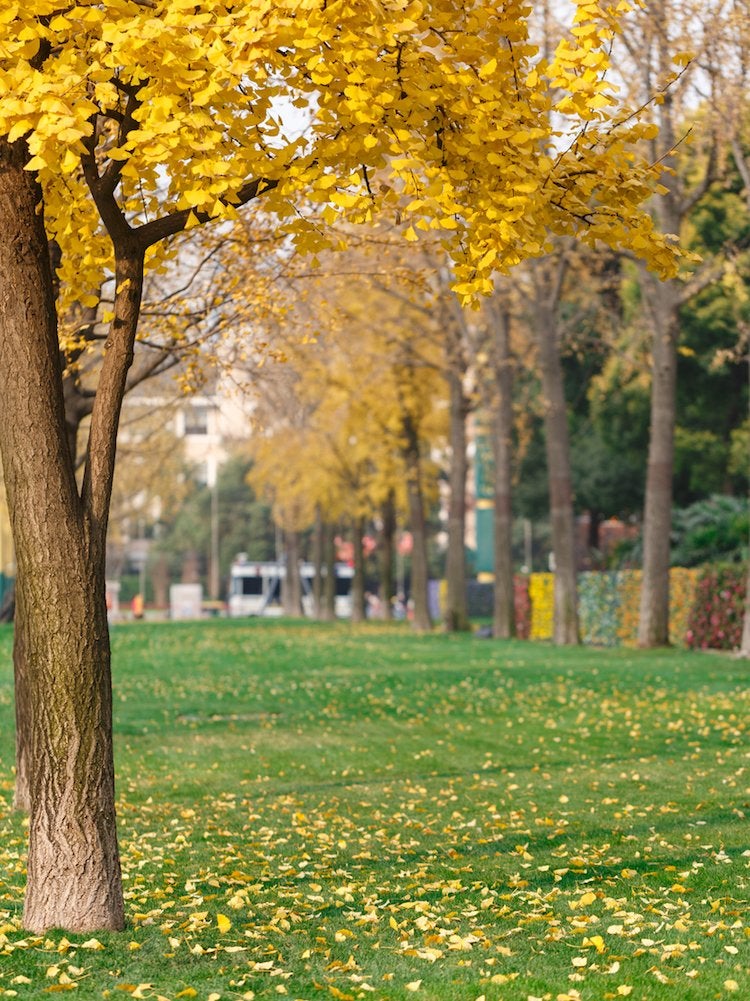 The Best Trees to Plant for Fall Foliage