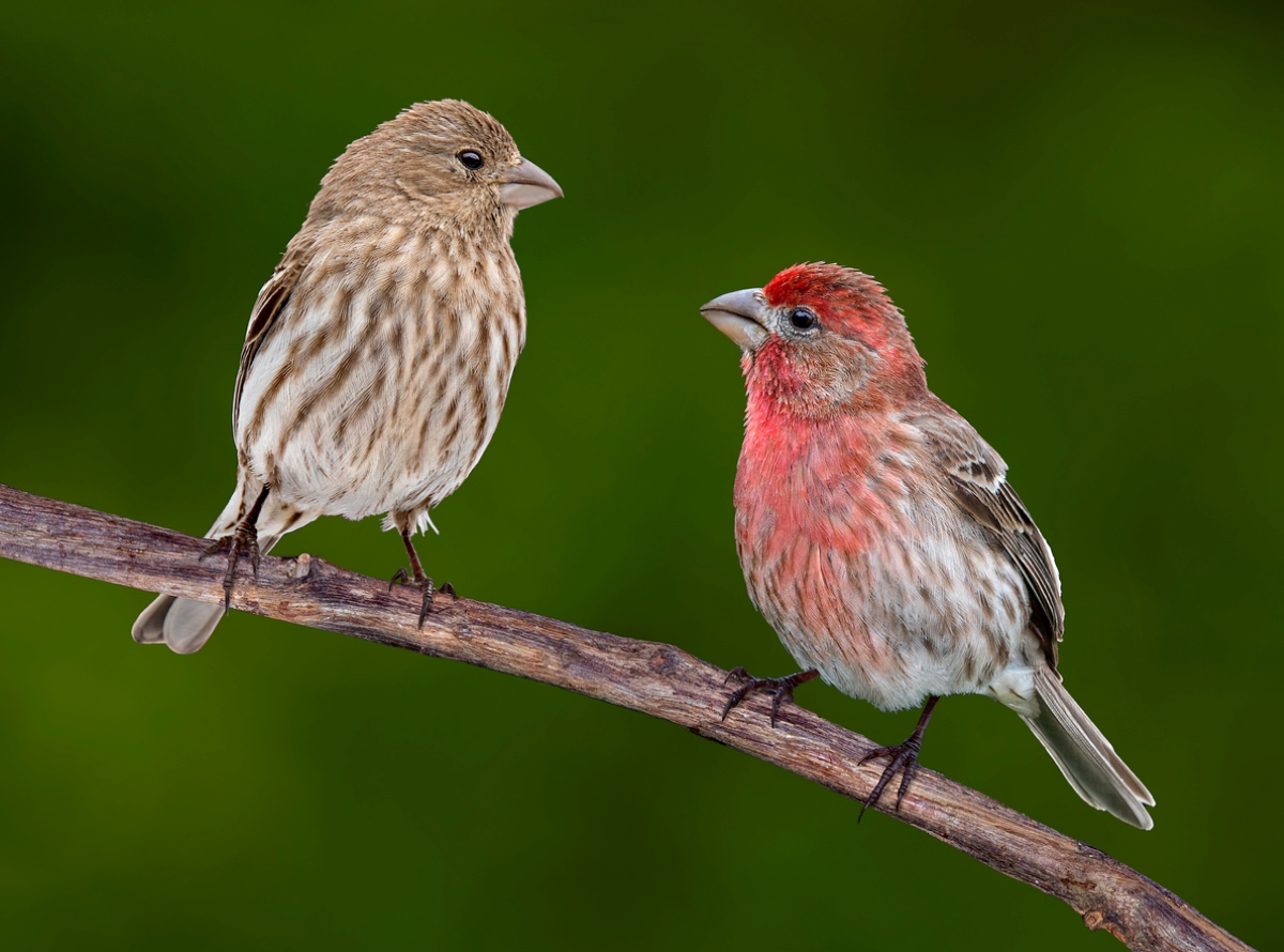 Pair of birds facing each other