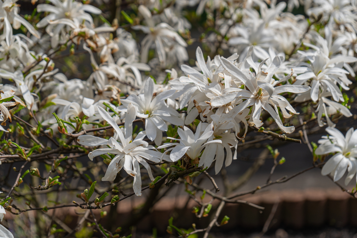 Arbre à Magnolia étoilé