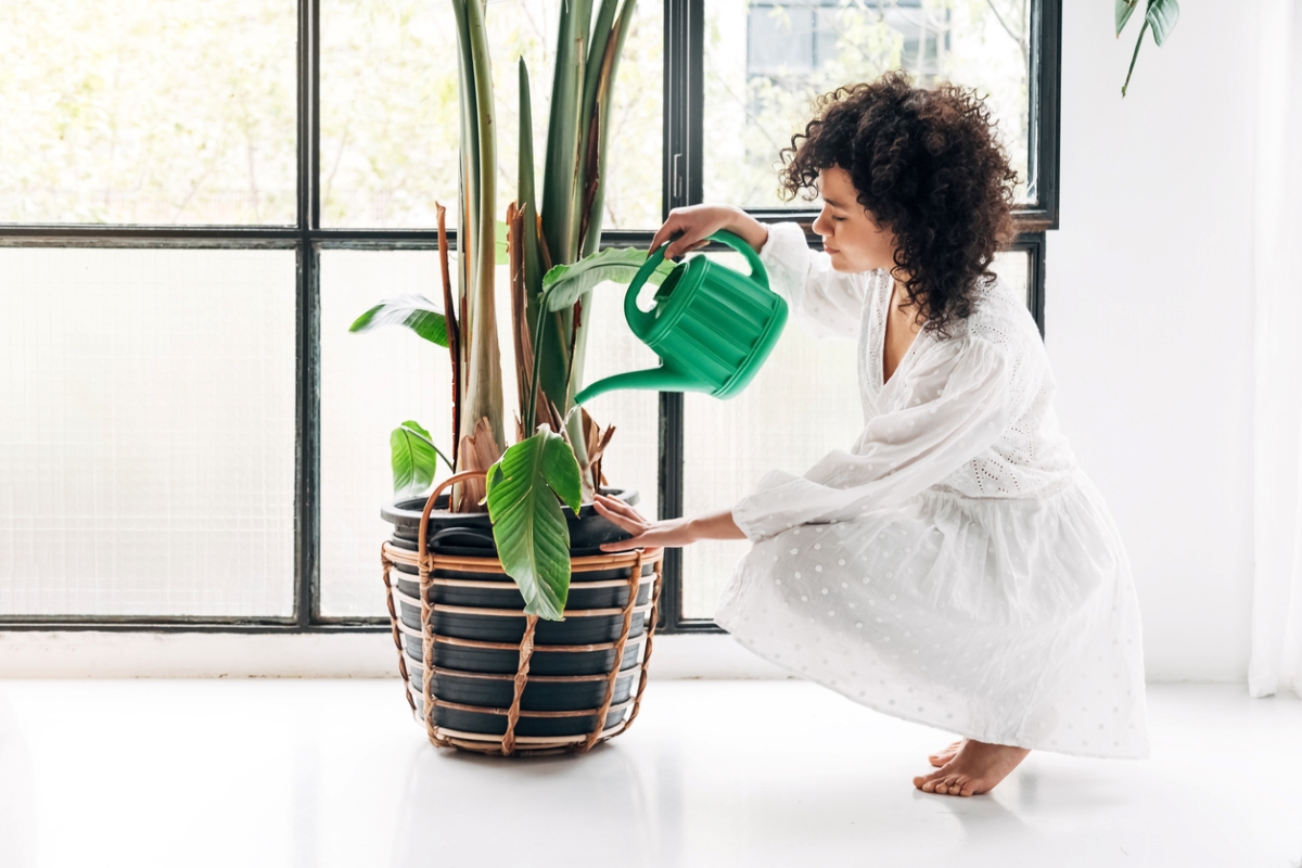 Femme utilisant un récipient vert pour arroser une grande plante d'intérieur.