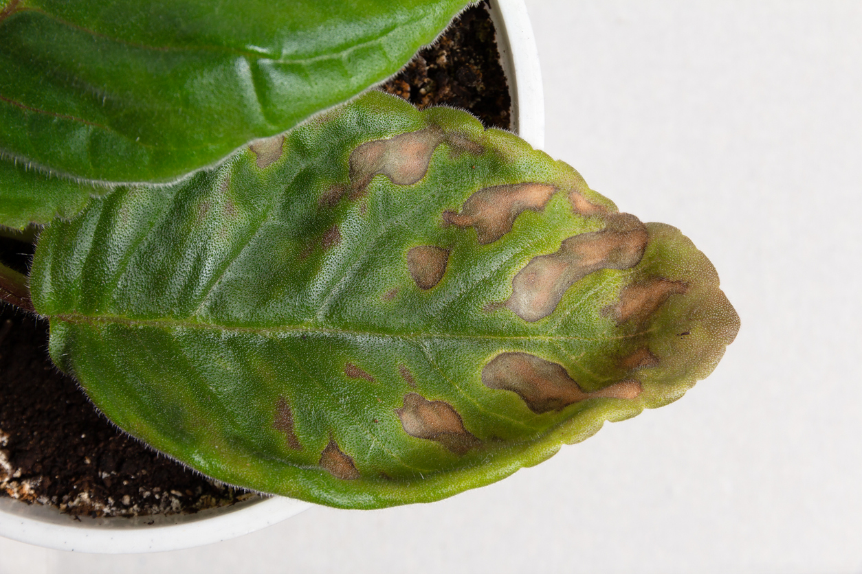 A sunburn on the green leaves of a home violet. Sick leaves of a houseplant.