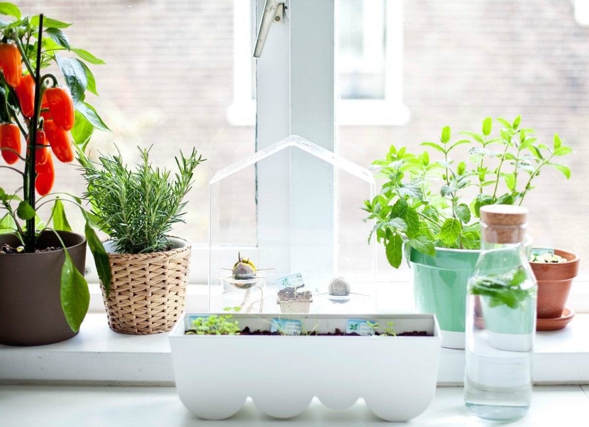 The Best Plants for Every Room of the House