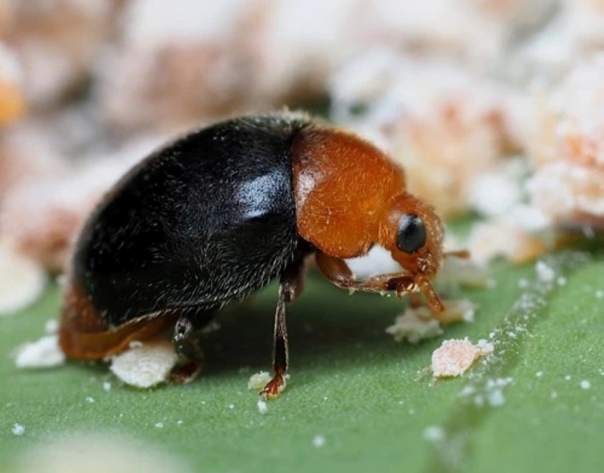 Coccinelle noire mangeant une cochenille.