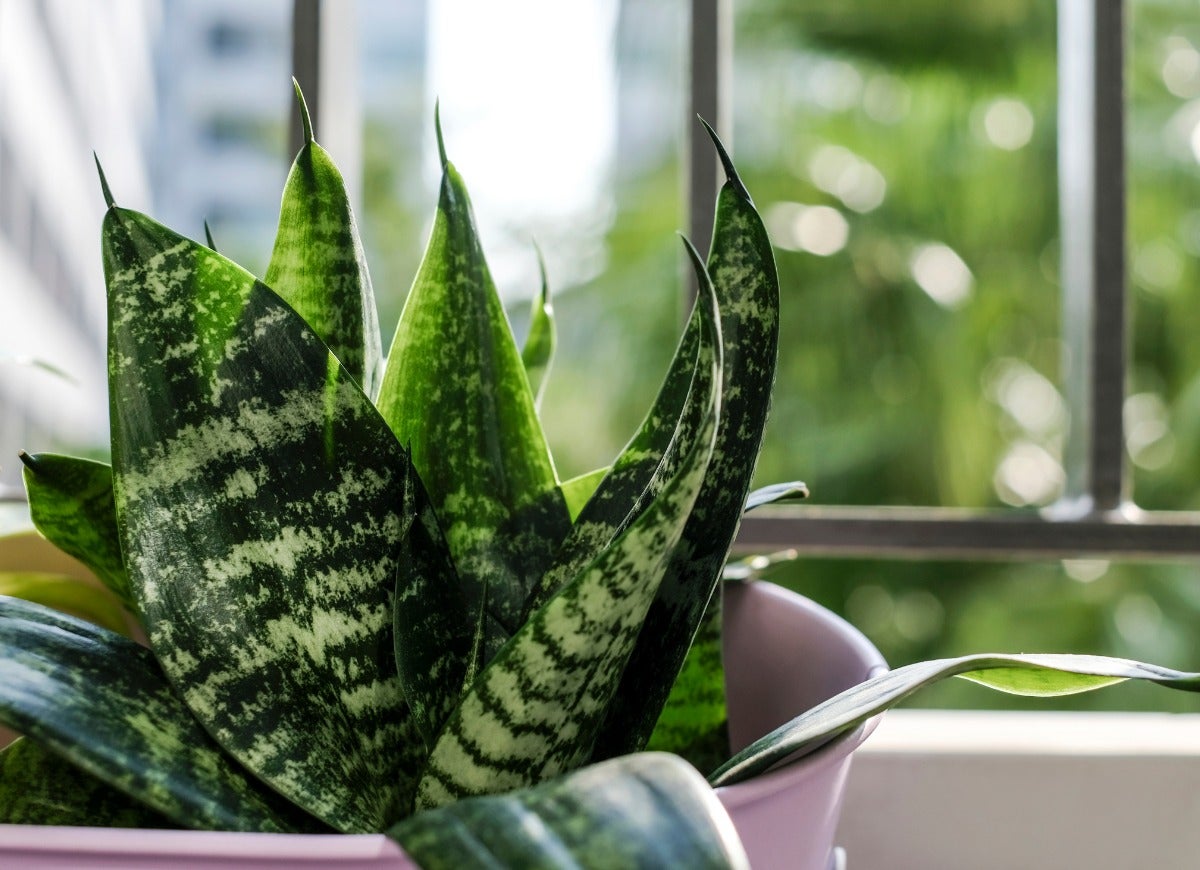 The 12 Hottest Houseplants for Your Home Office, According to the Masses