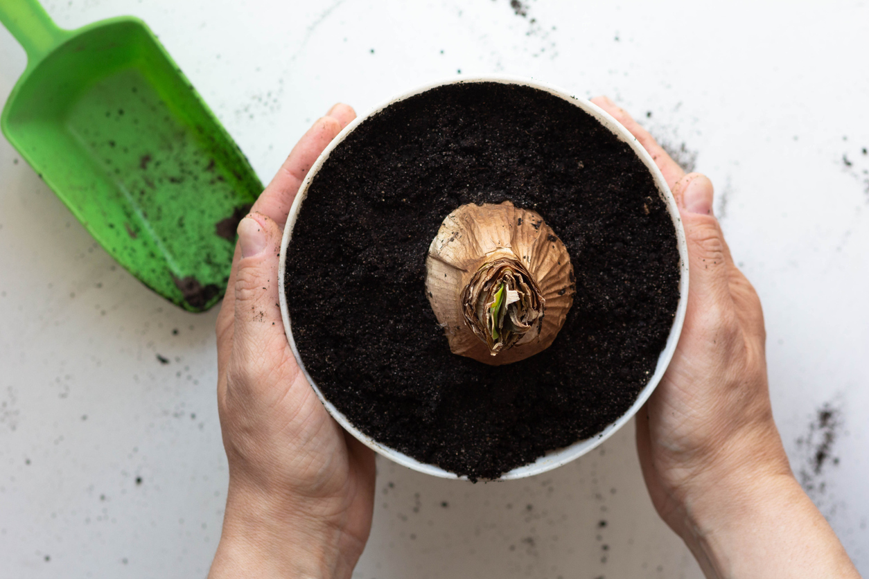 iStock-1335568924 à faire en janvier femme tenant un pot avec un bulbe d'amaryllis.jpg