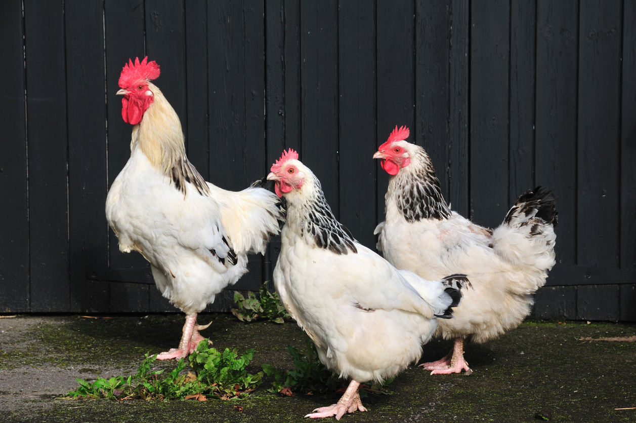 types of chickens