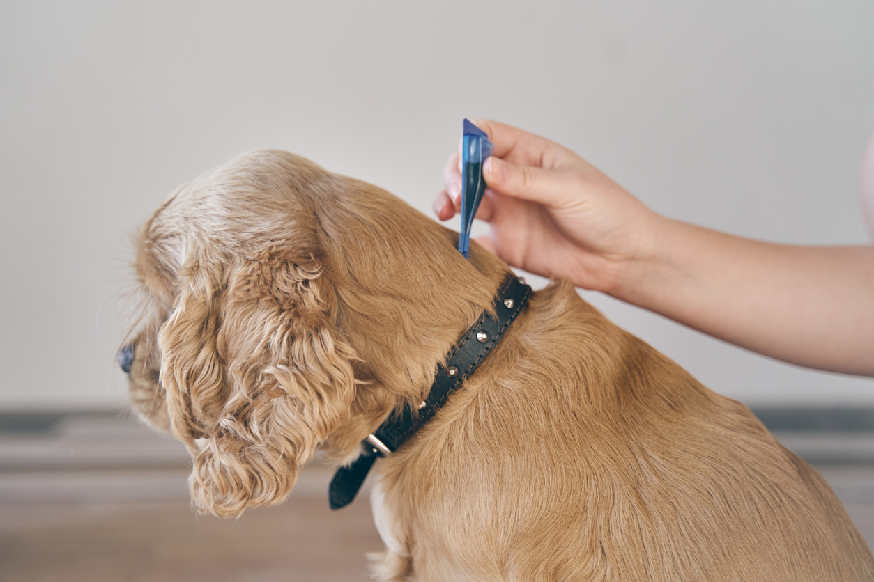 the dog is treated with a flea remedy. The dog is dripped on the withers with a parasite remedy