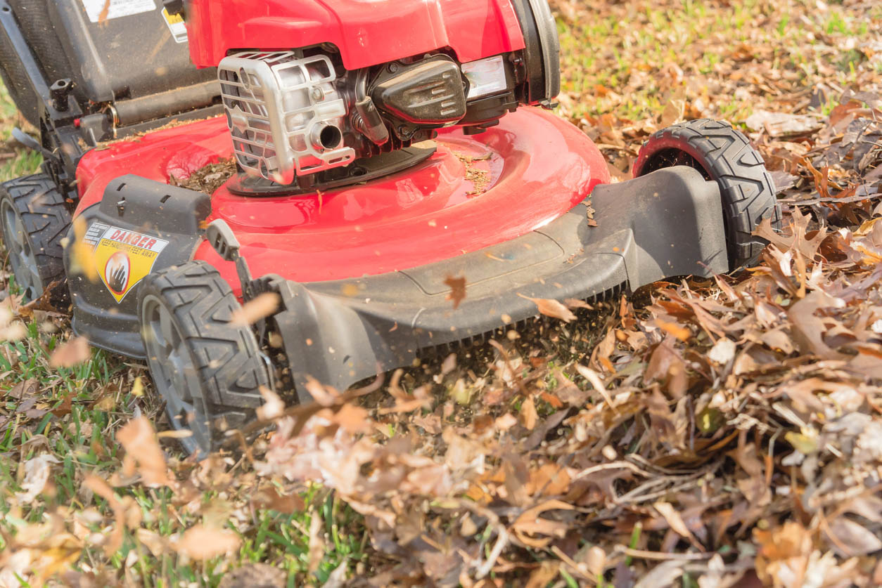 Une tondeuse à gazon rouge déchiquette des feuilles pour en faire du paillis.