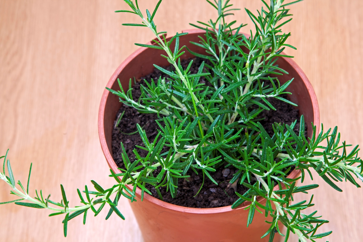 Potted rosemary plant