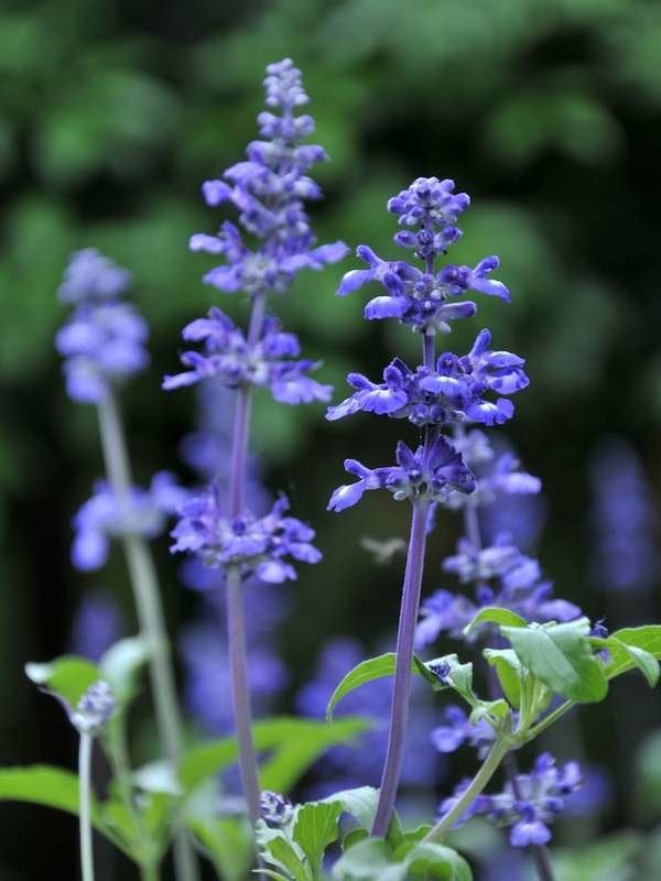 istock plants for hanging baskets lavender_hanging_plant