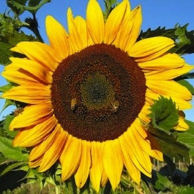 10 Not-to-Be-Missed Sunflower Blooms