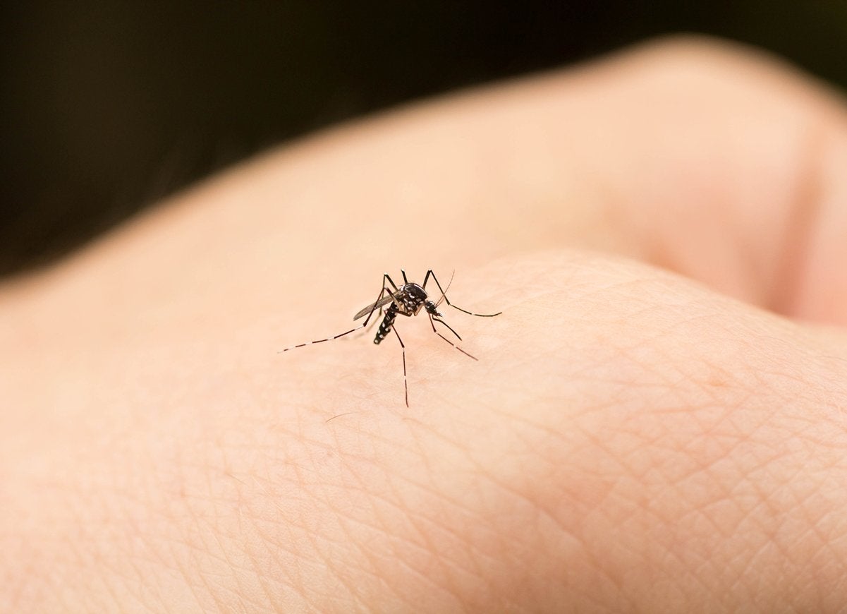 10 Things That Make You a Magnet for Mosquitoes