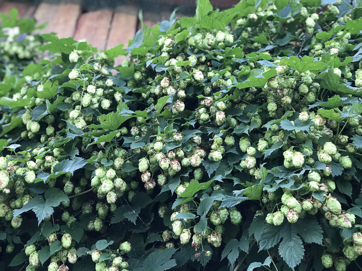 fleurs d'été