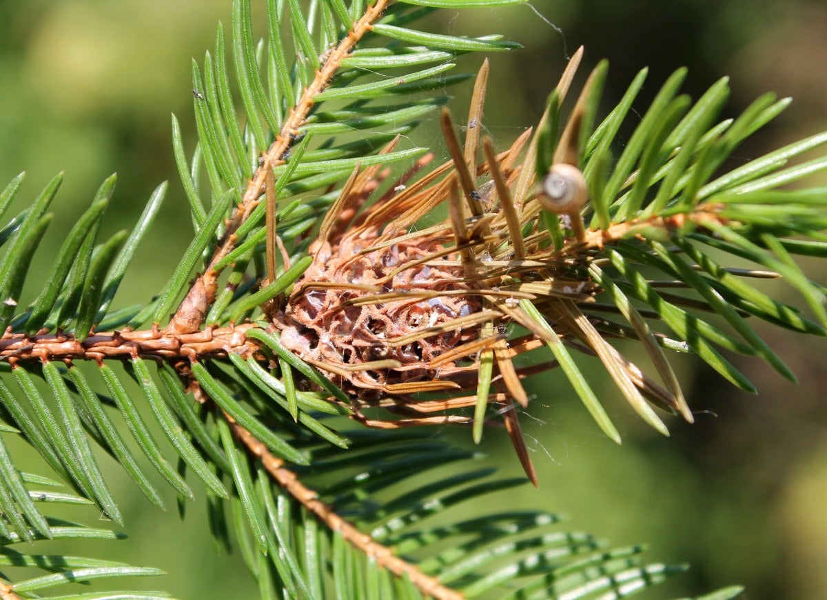 Pests That Might Be Lurking in Your Christmas Tree—and How to Get Rid of Them