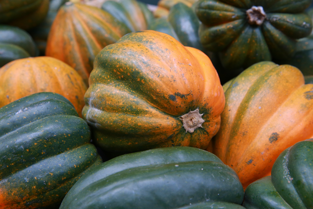 types of squash