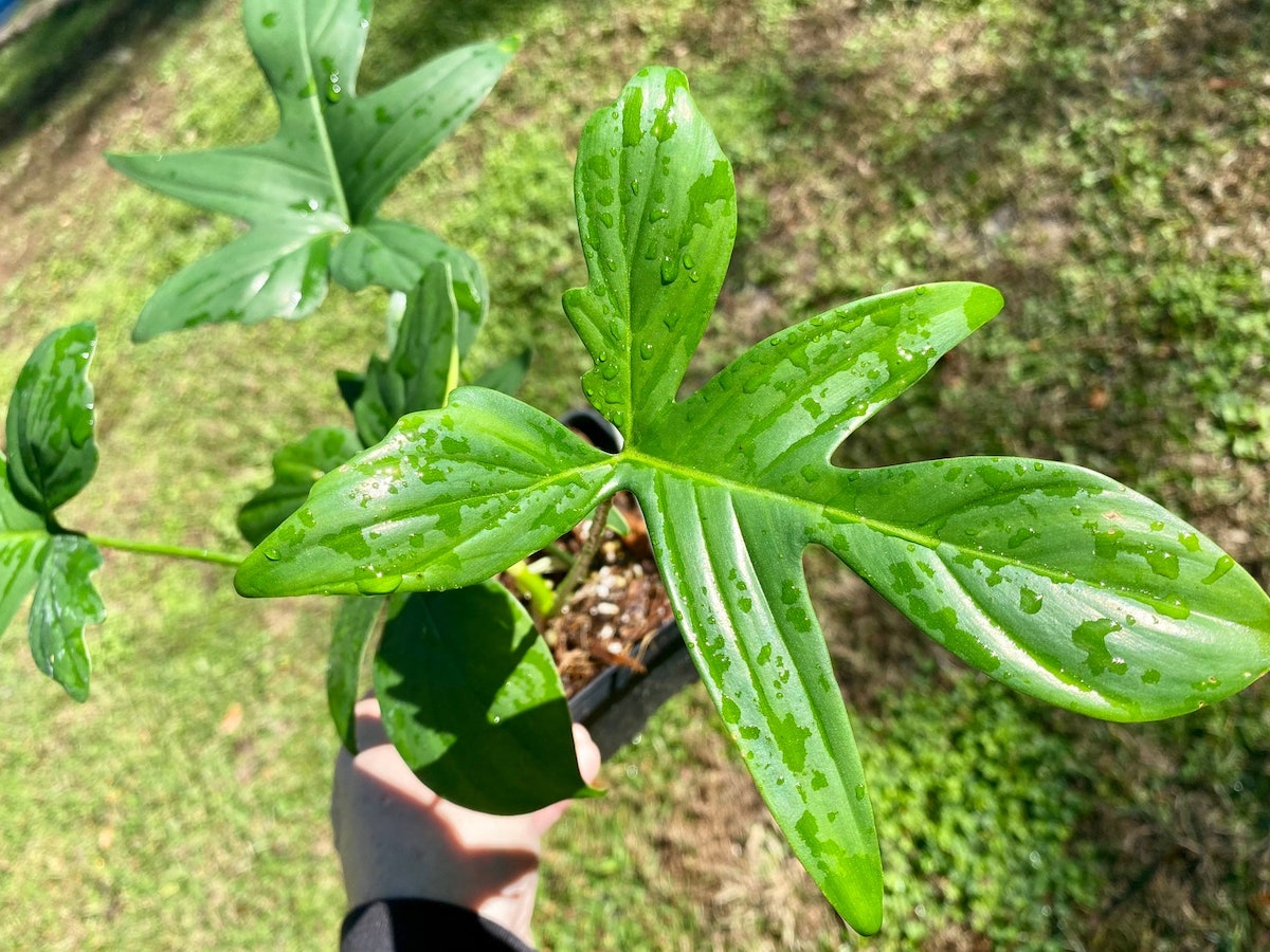 oak leaf philodendron varieties