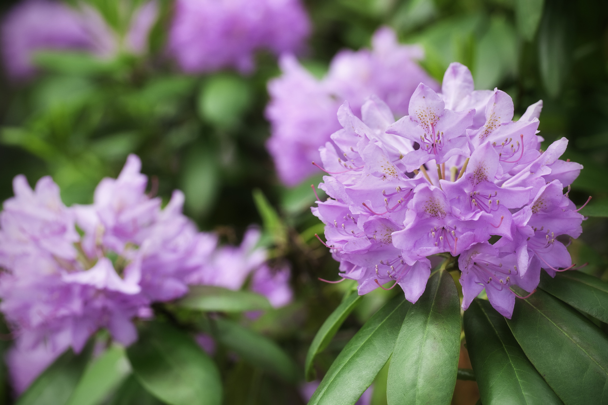 shade flowers