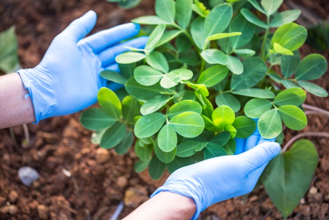 This One Crop Could Give You Your Best Vegetable Garden Yet