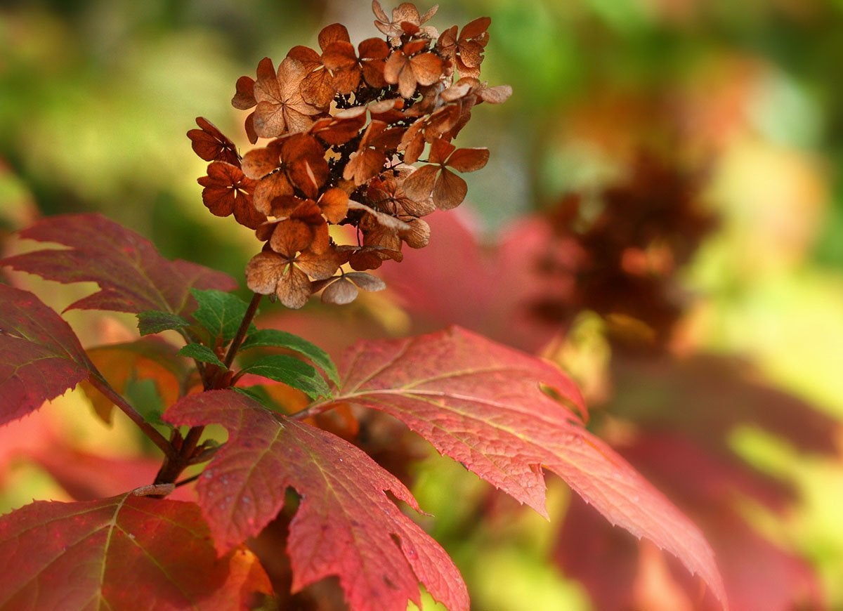 39 Plants You’ll Love If You Hate Fall Yard Work