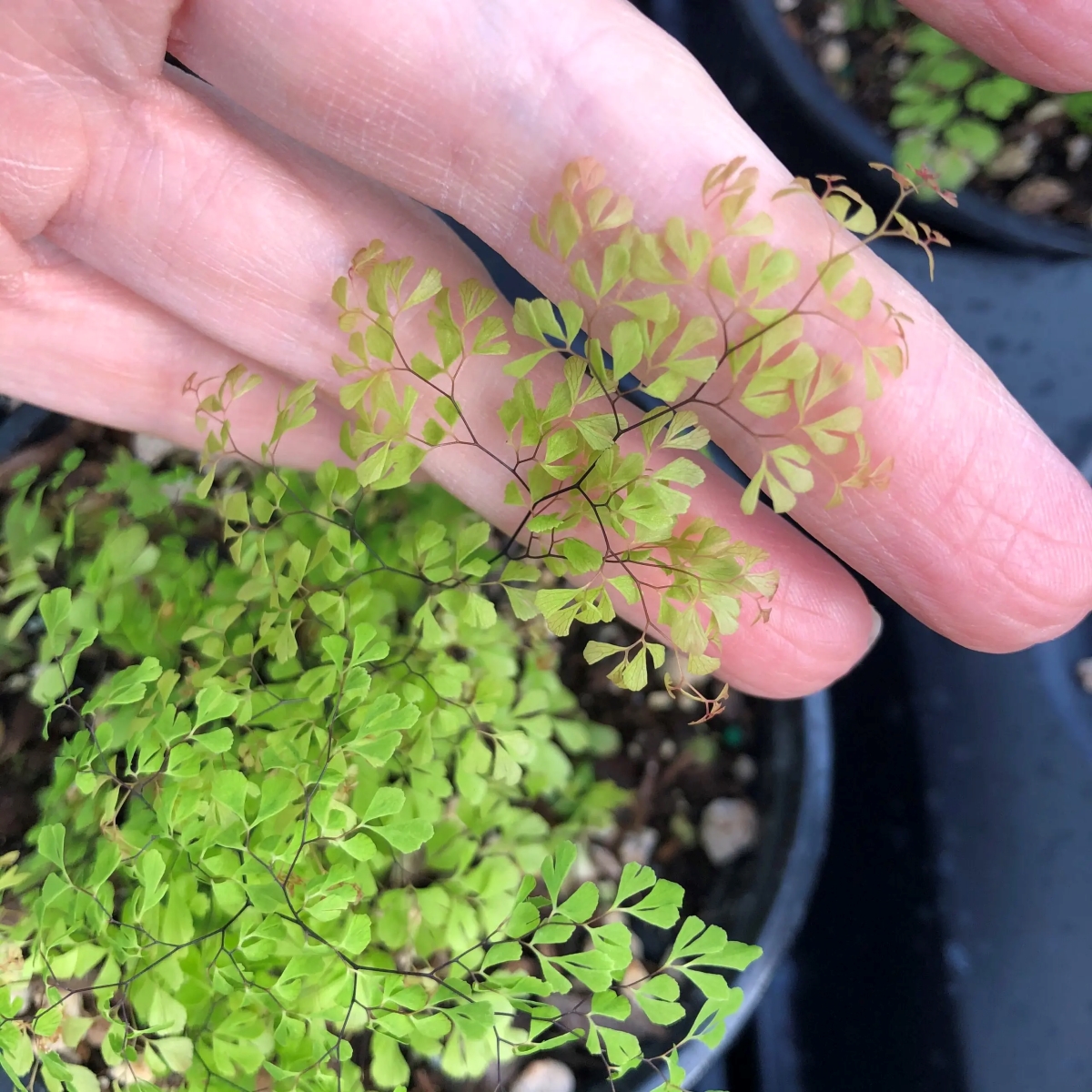 Hand showing small leaves on plant.