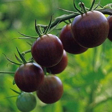 Ripe for the Picking: 10 Full-Bodied, Full-Flavored Heirloom Tomatoes