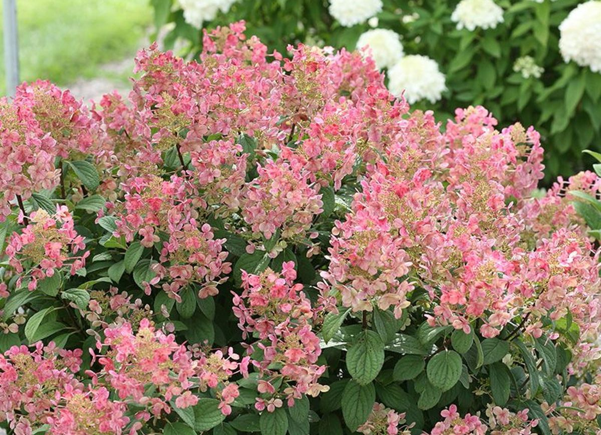 Plant These 12 Hydrangeas for a Showstopping Garden