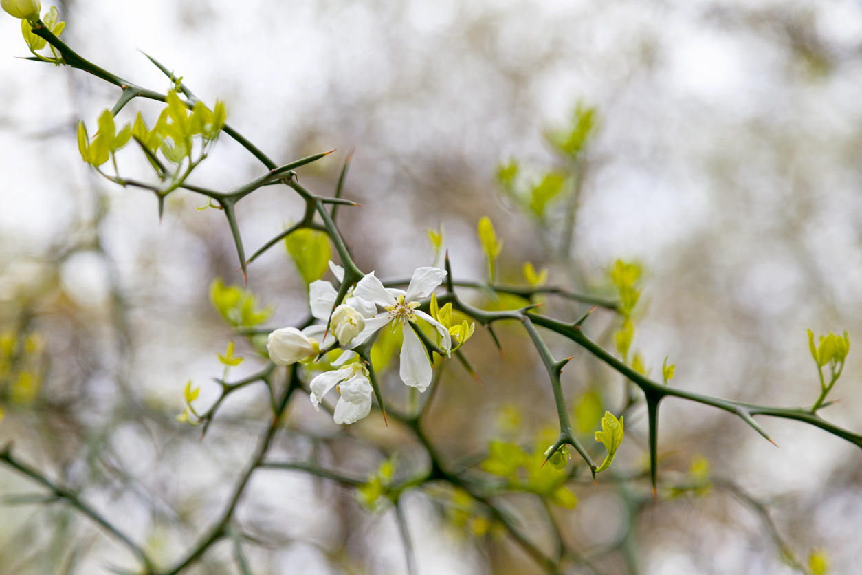 iStock-1142773750 thorny plants Flowering Poncirus trifoliata