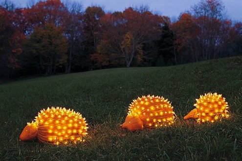 Pumpkin Porcupine