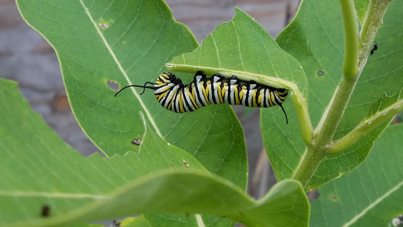 Common Garden Pests Caterpillars