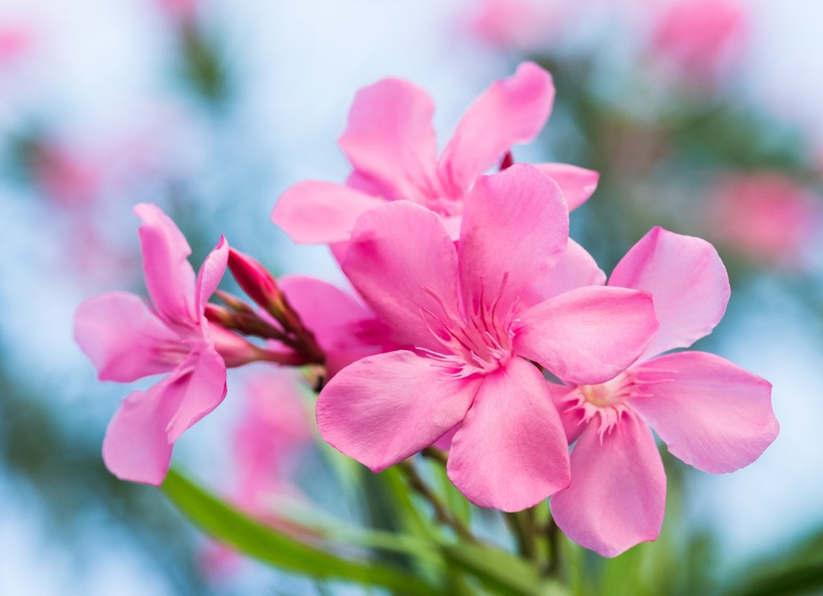 10 Pretty Plants You Didn’t Know Were Poisonous