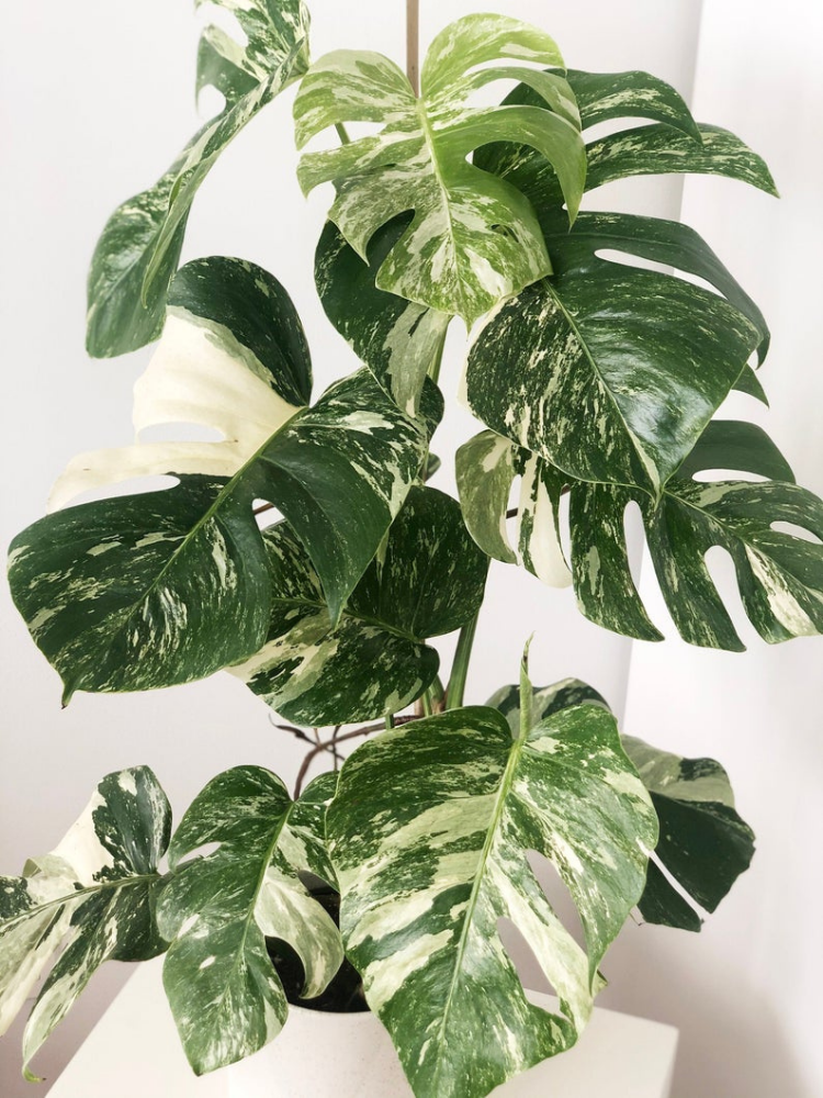 The Most Expensive Houseplants People Actually Buy