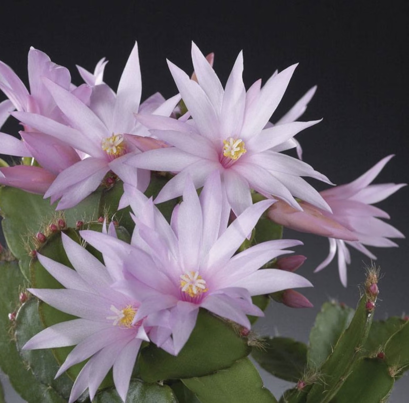 Etsy easter cactus care gros plan d'une fleur rose pâle de cactus de Pâques