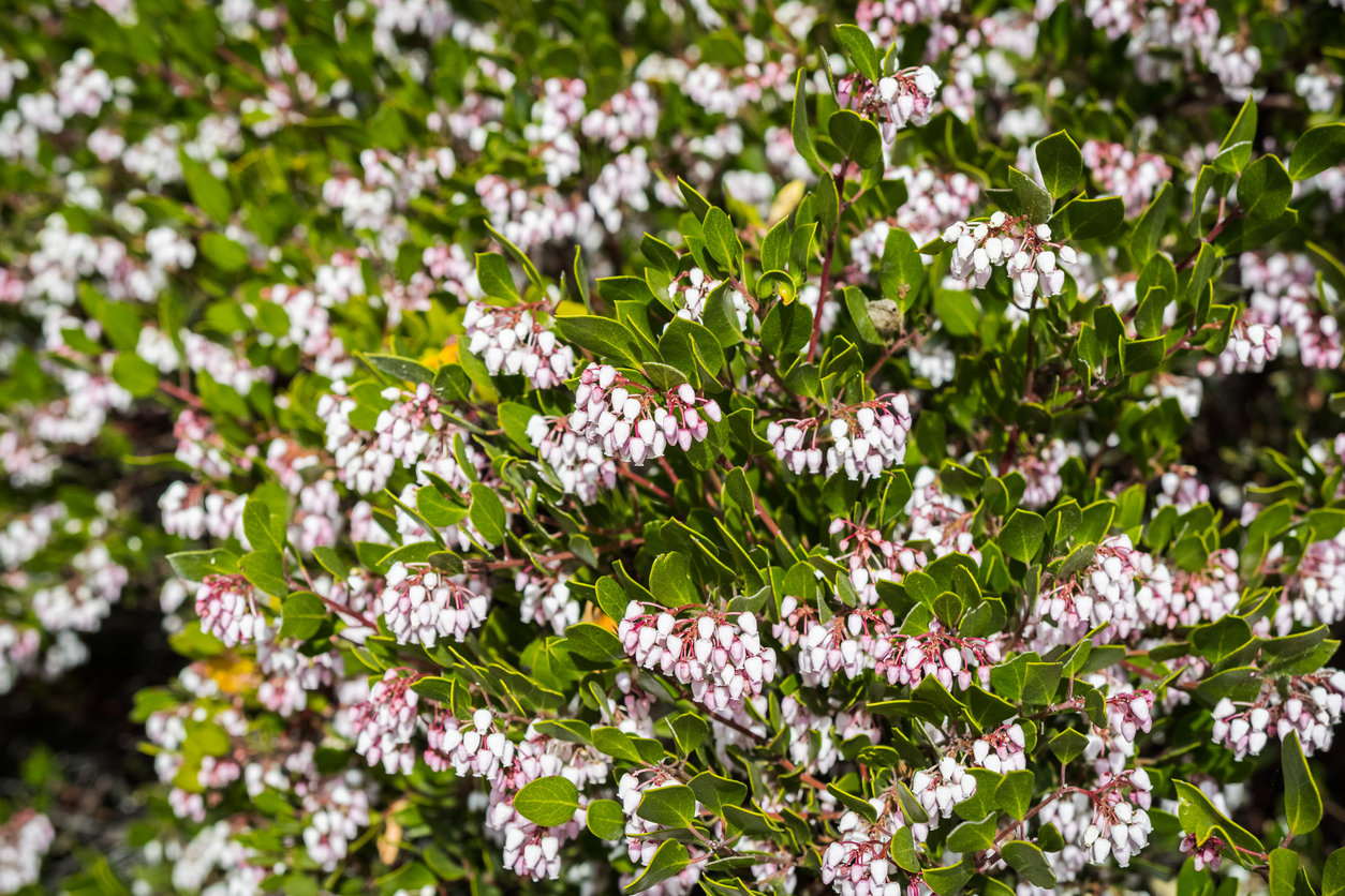 Manzanita shrub full of pink flowers, San Francisco bay area, California