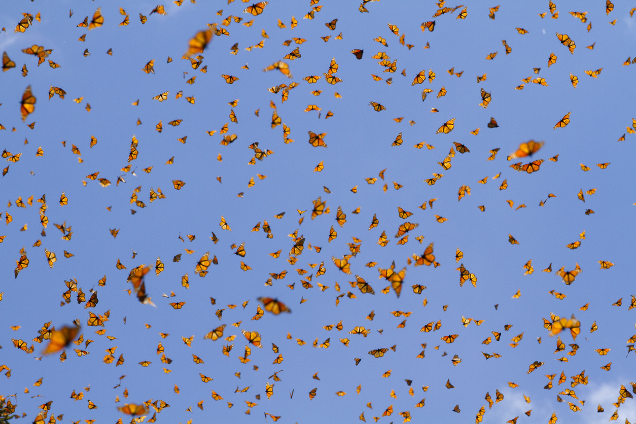 7 Things You Didn't Know About the Annual Monarch Migration