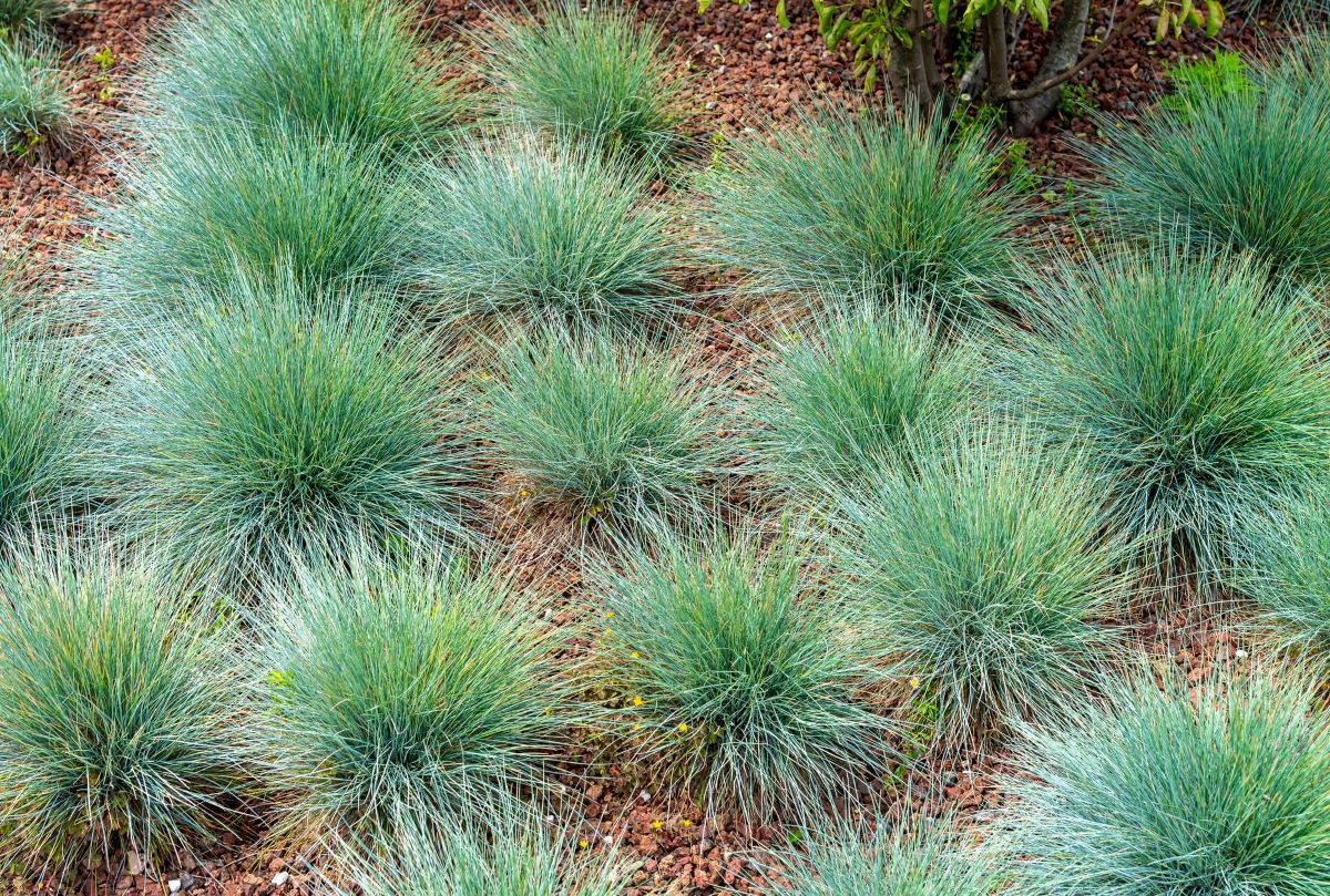 Rows of blue fescue grasses in the garden.