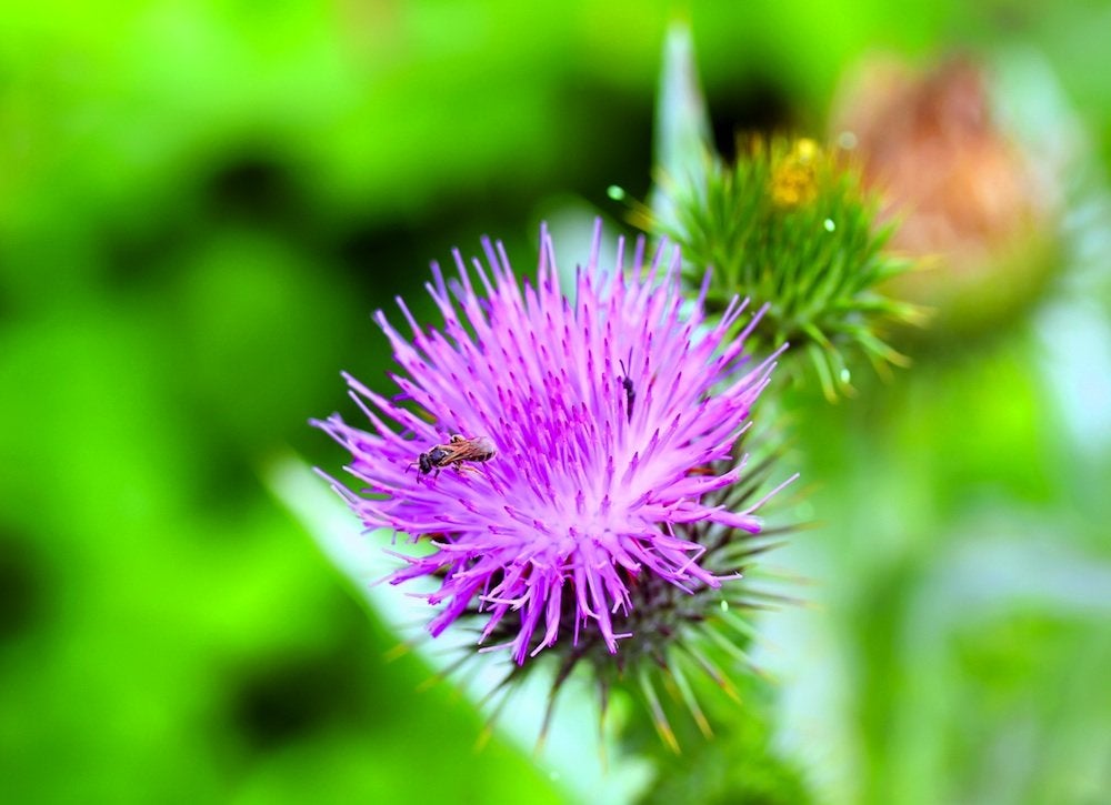 Keep, Don’t Kill: 9 Weeds to Welcome