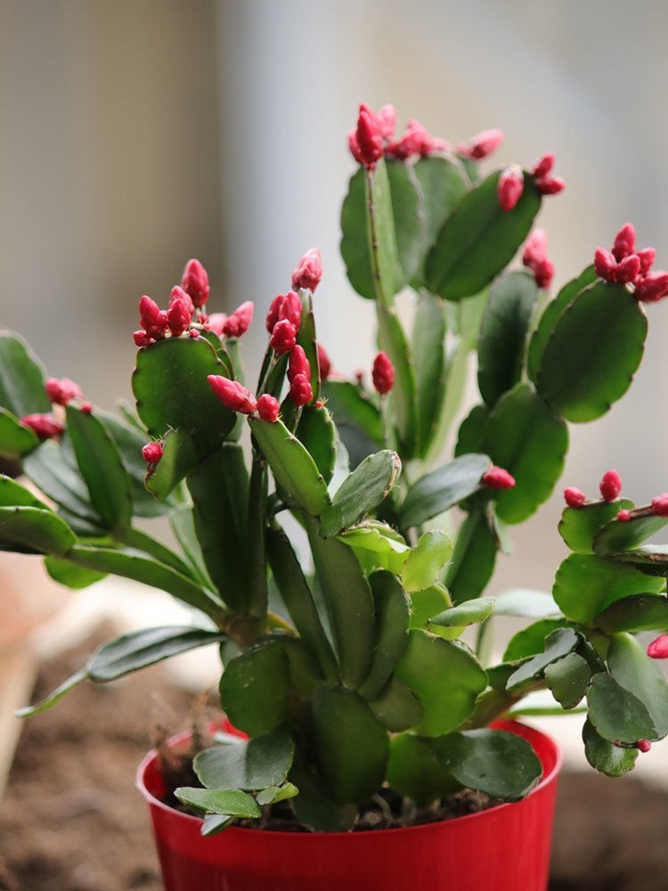 Count On These 25 Indoor Plants for Easy Color Year-Round