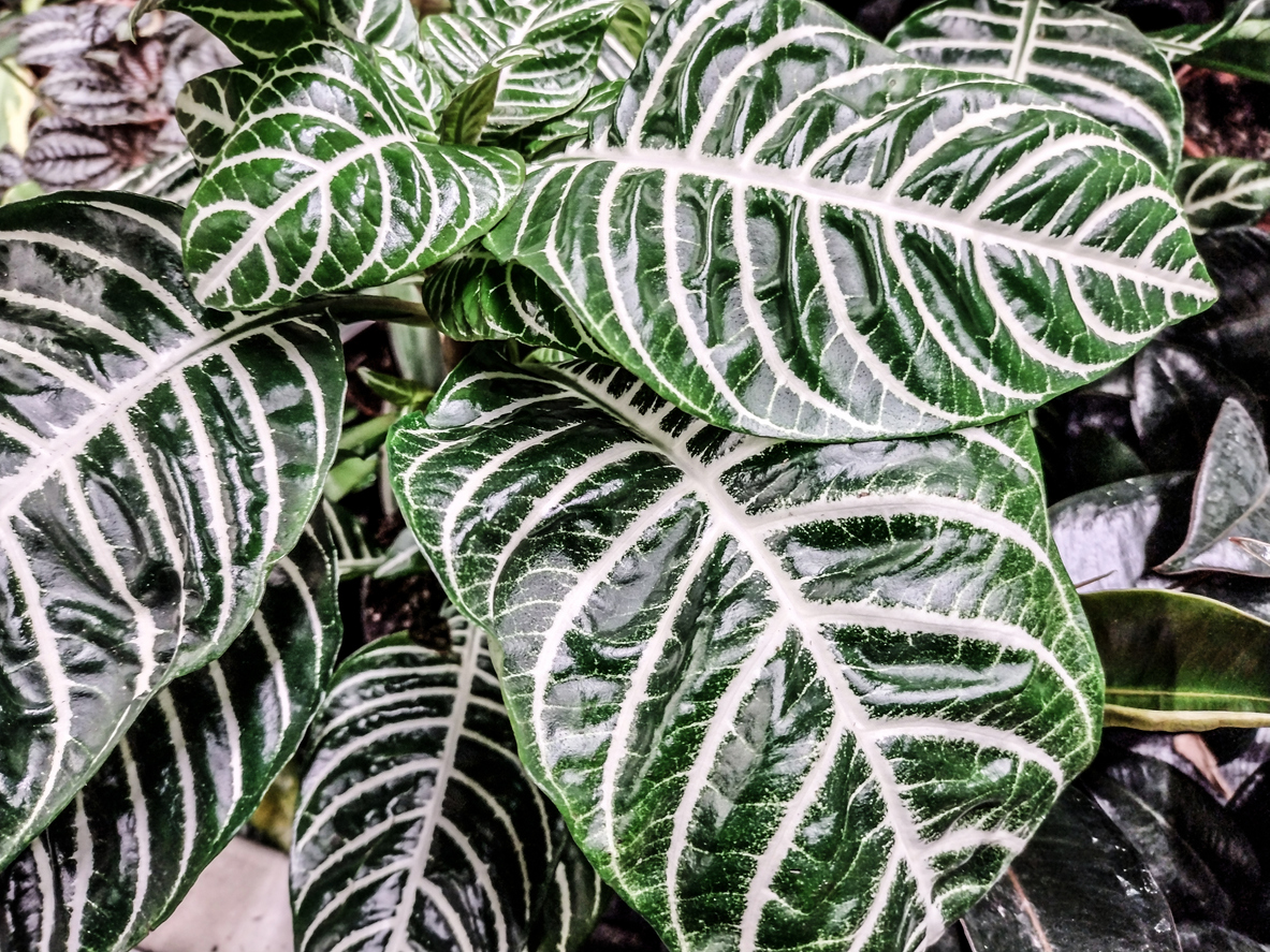 zebra plant care