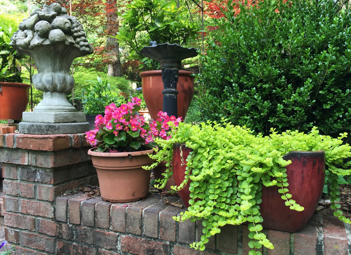 10 Fast-Growing Plants for (Almost) Instant Curb Appeal