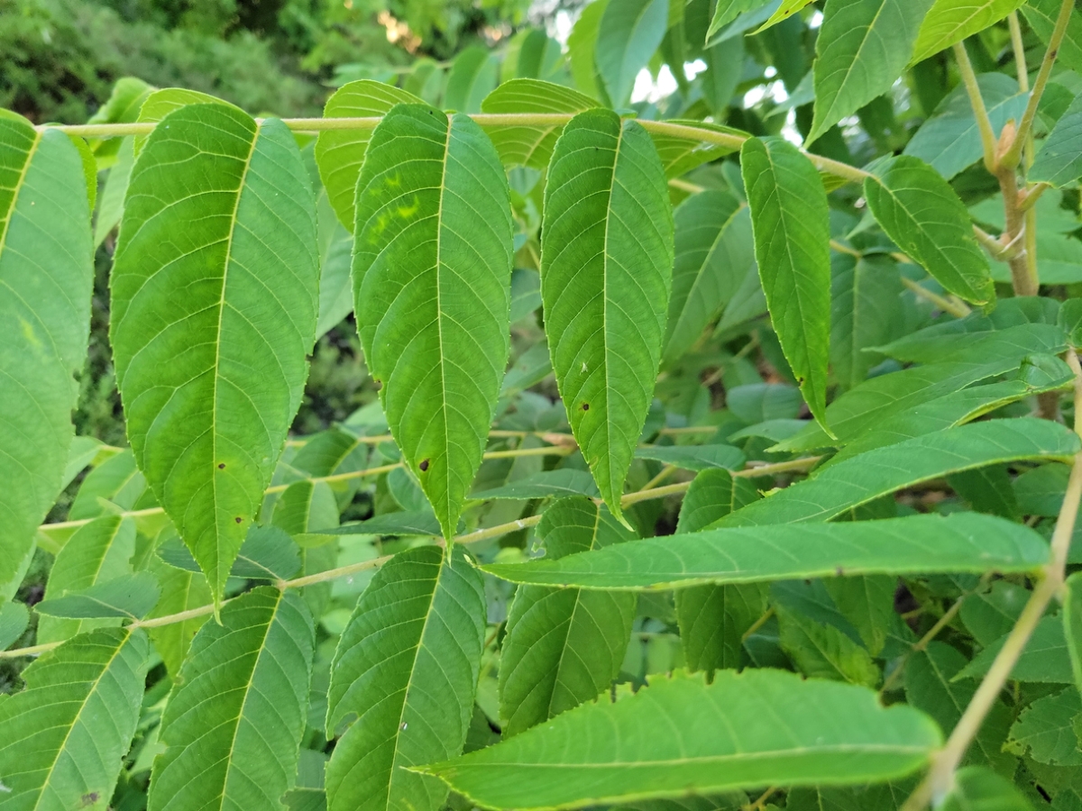 Narrow leaves grow on a black walnut tree.