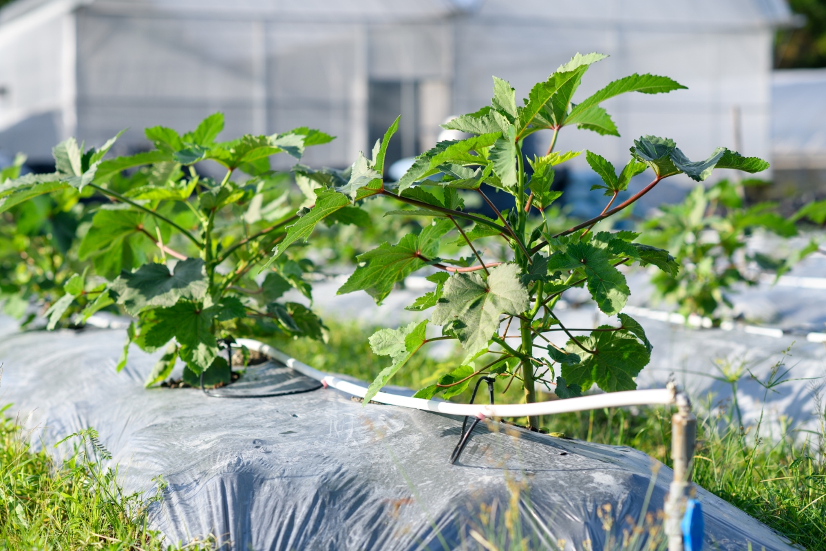 Okra plants in garden with drip water irrigation hook up.