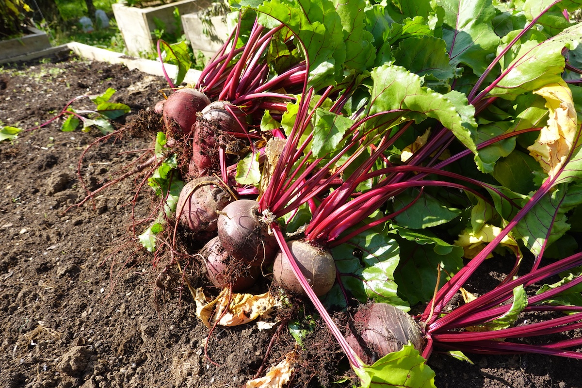 Beets growing in garden row.