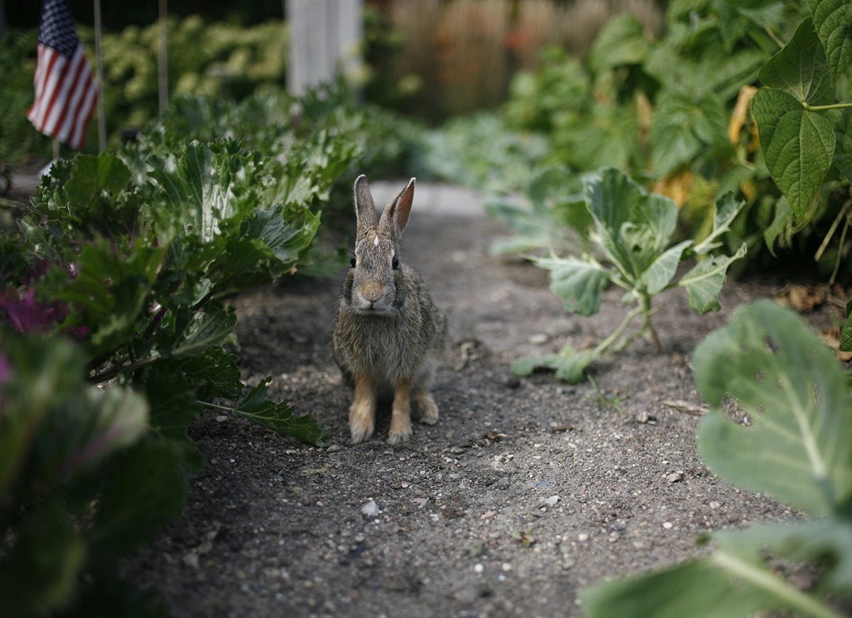 20 Tips for Keeping All Critters Out of Your Yard and Garden