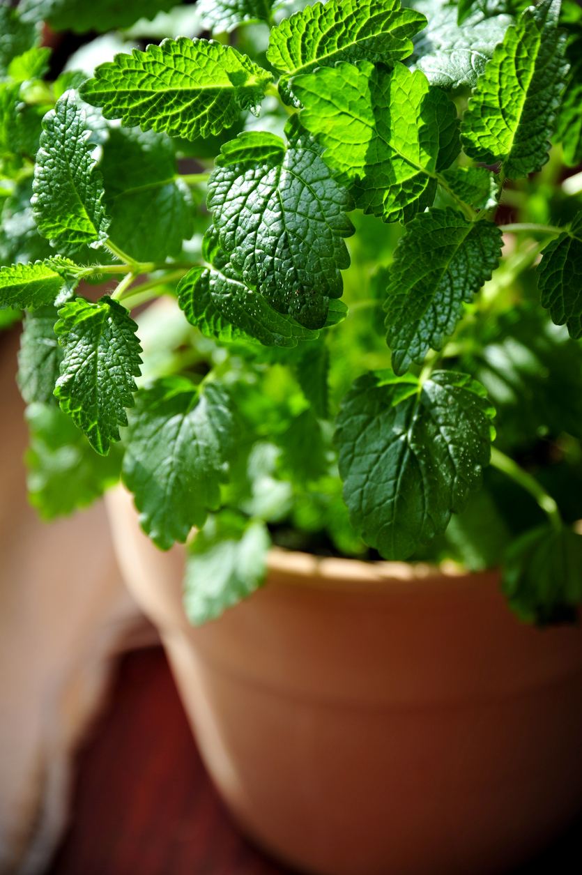 best-smelling houseplants