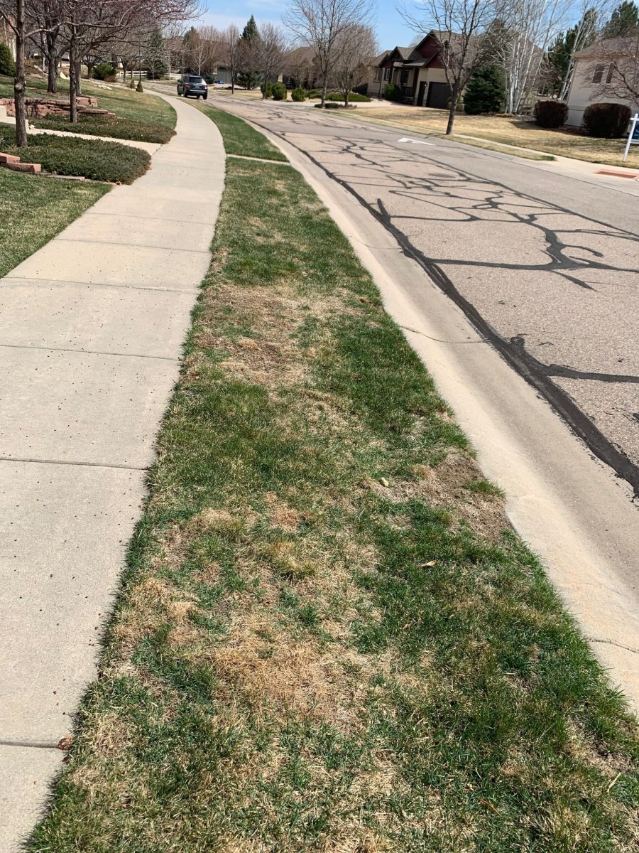 Brown and patchy grass.