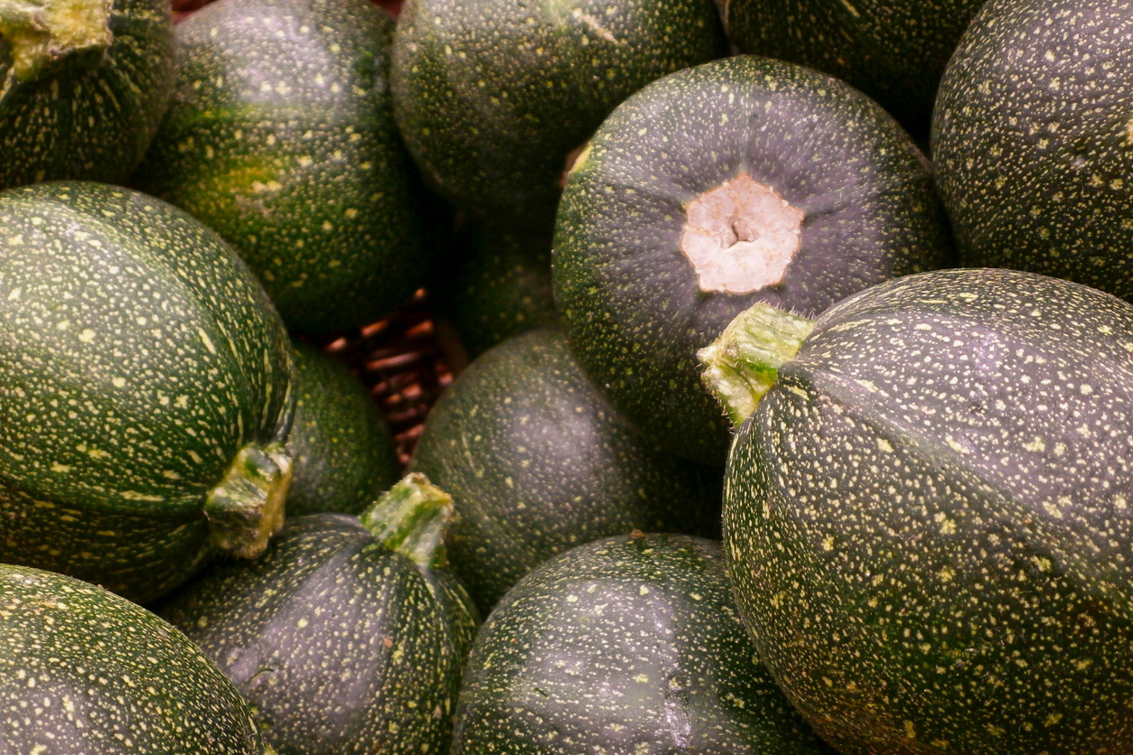 types of squash