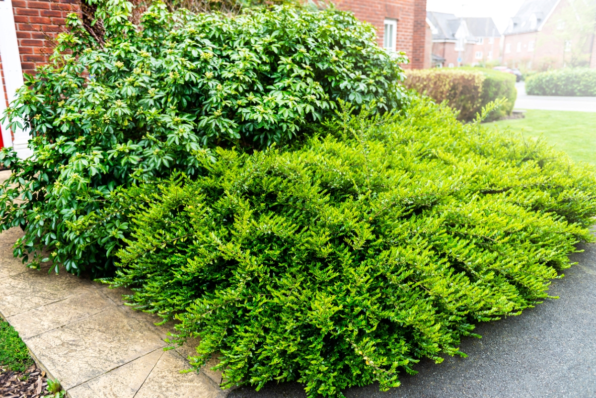 Overgrown shrubs