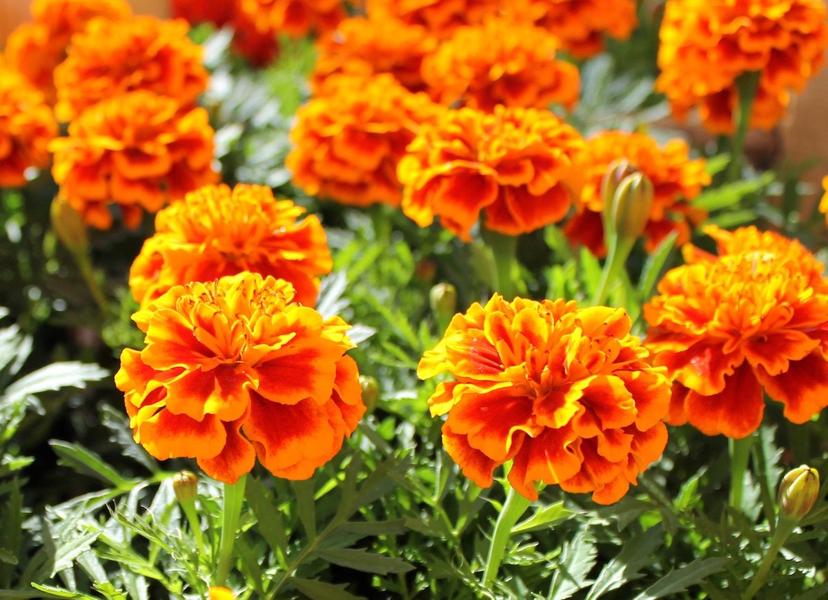 10 Foolproof Flowers Anyone Can Grow