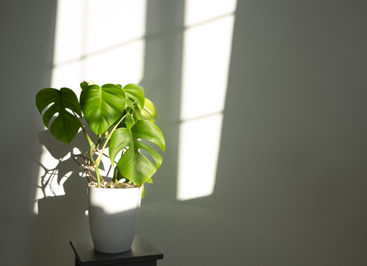 14 Symptoms of an Unhappy Houseplant (and How You Can Treat Them)