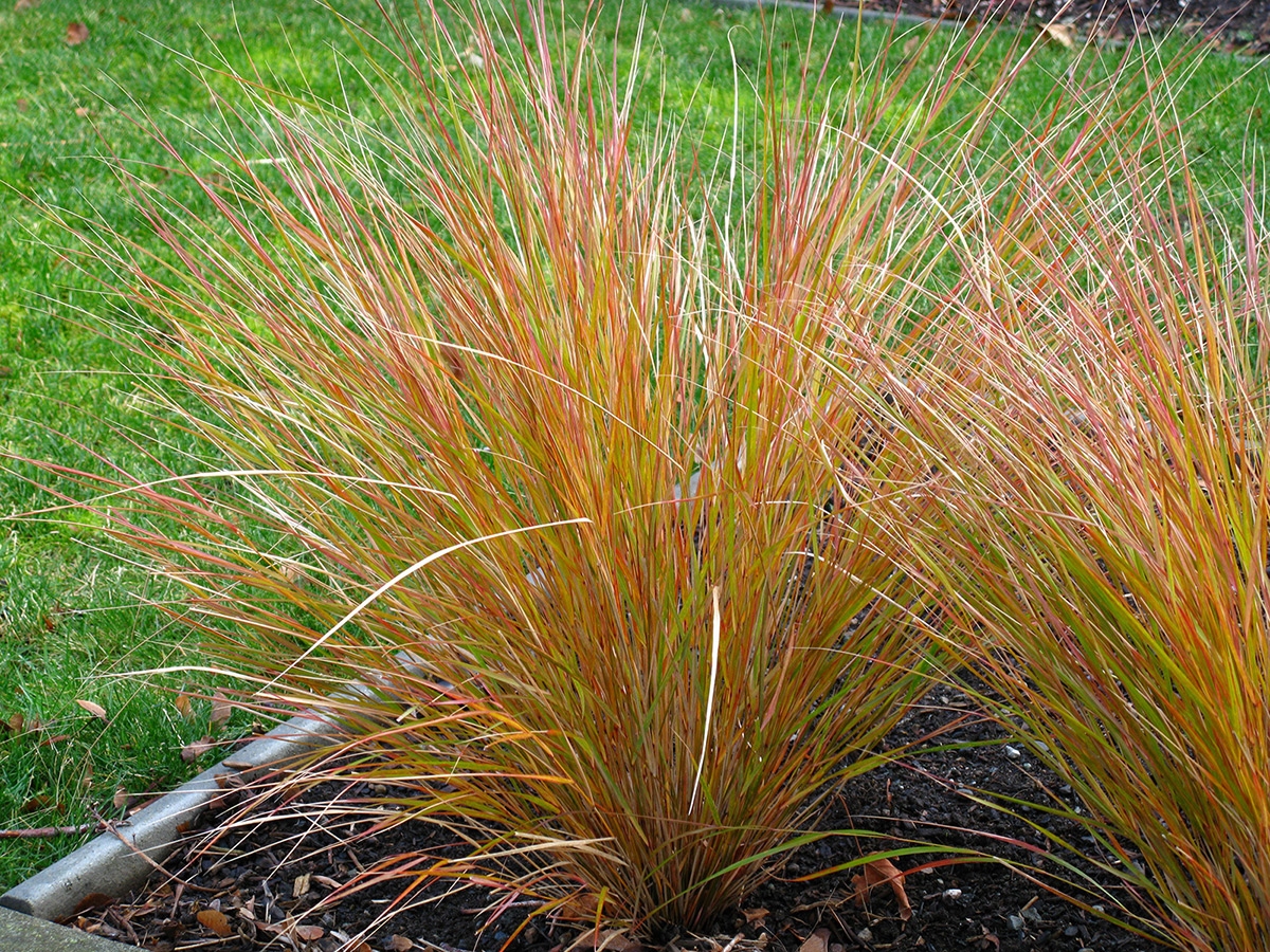 Two ornamental grasses with a mix of green, bronze and golden toned leaves.